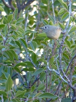 Ruby-crowned Kinglet